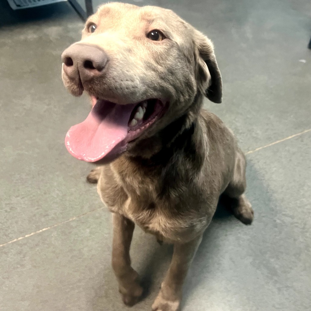Rosie, an adoptable Labrador Retriever in Idaho Falls, ID, 83402 | Photo Image 5