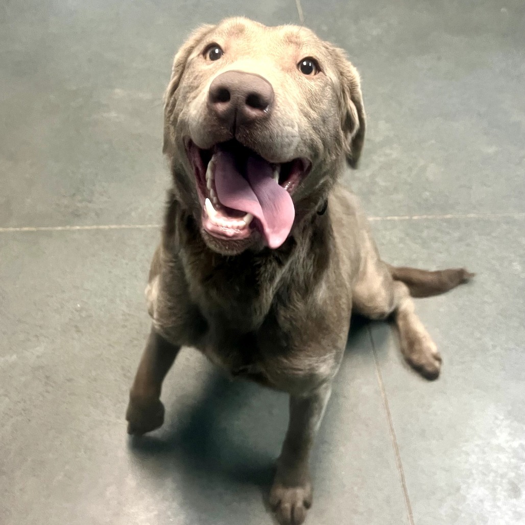 Rosie, an adoptable Labrador Retriever in Idaho Falls, ID, 83402 | Photo Image 6