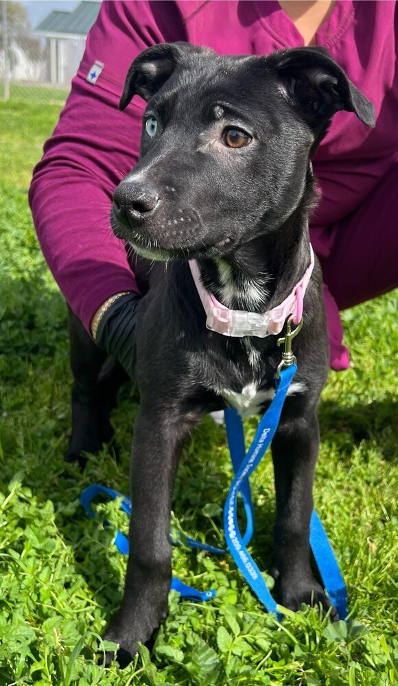 Luna, an adoptable Pumi, Husky in Stockton, CA, 95215 | Photo Image 1