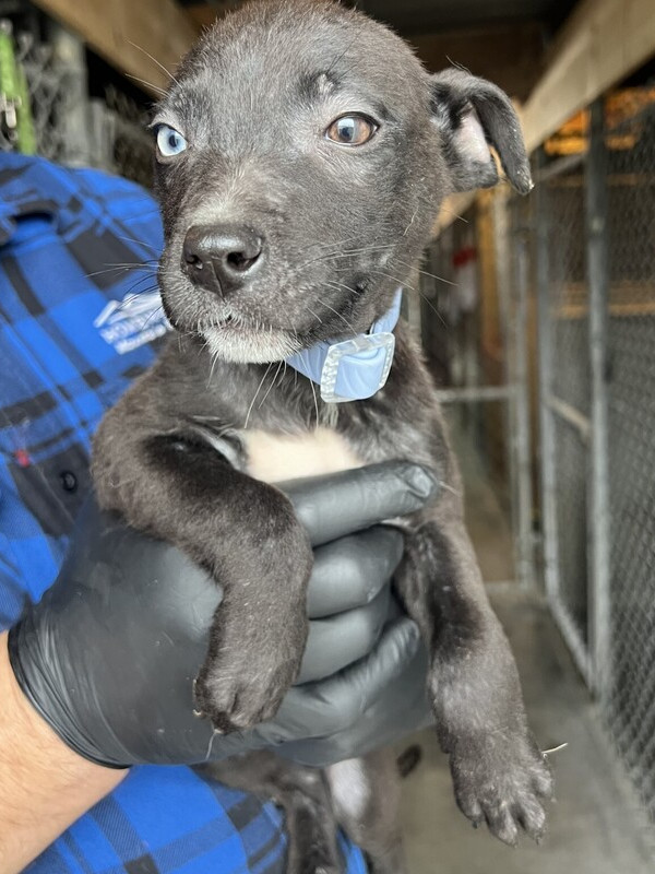 Luna, an adoptable Pumi, Husky in Stockton, CA, 95215 | Photo Image 2