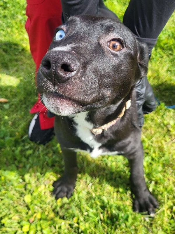 alice, an adoptable Pumi, Husky in Stockton, CA, 95215 | Photo Image 2
