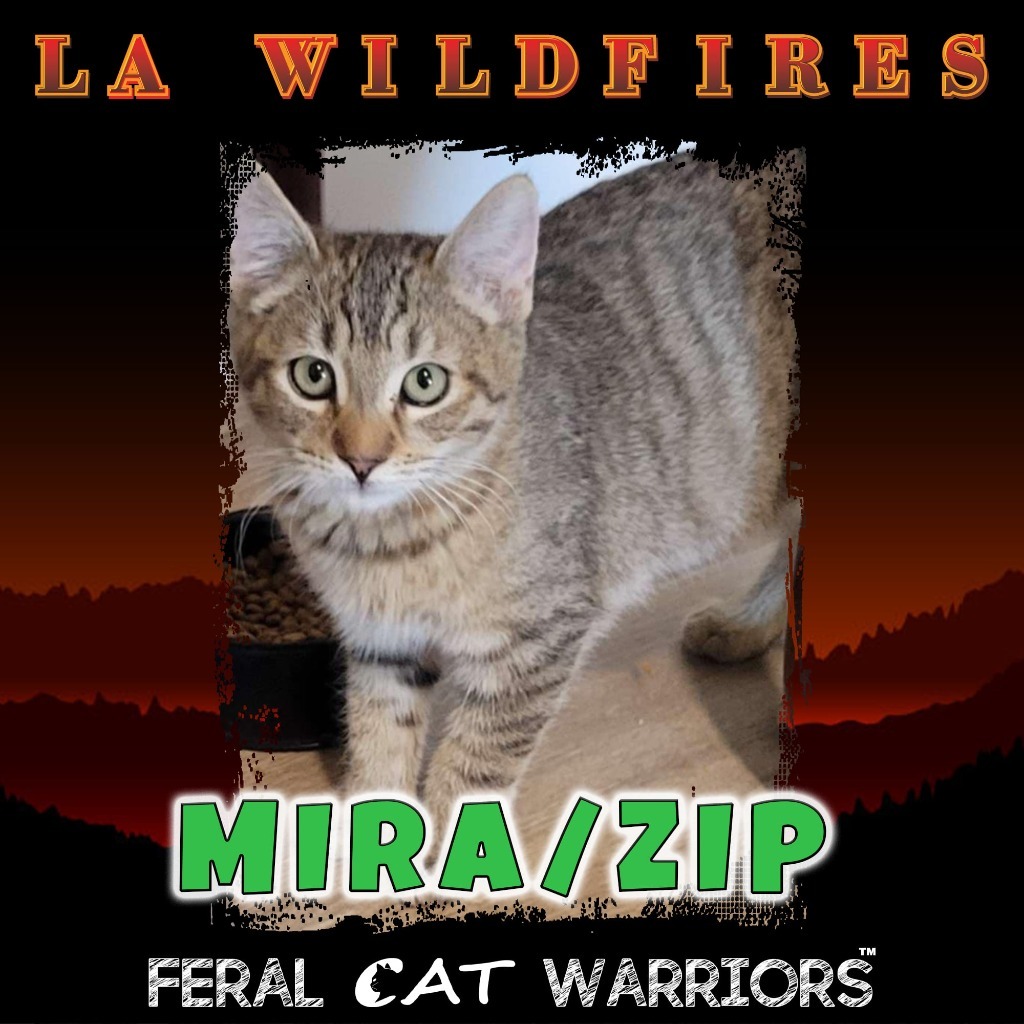 Mira/Zip, an adoptable Domestic Medium Hair in Kingman, AZ, 86401 | Photo Image 1