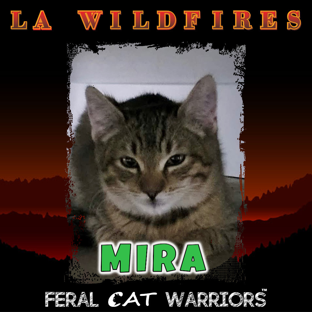 Mira/Zip, an adoptable Domestic Medium Hair in Kingman, AZ, 86401 | Photo Image 2