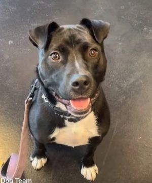 Hank, Young Male Labrador Retriever