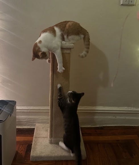 Tony and Ferris