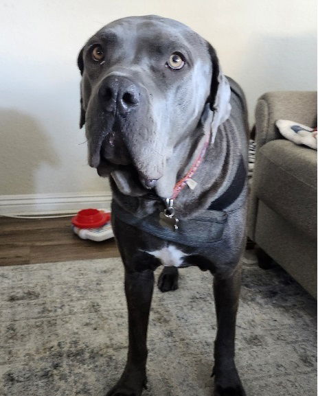 Duke - Courtesy Post
