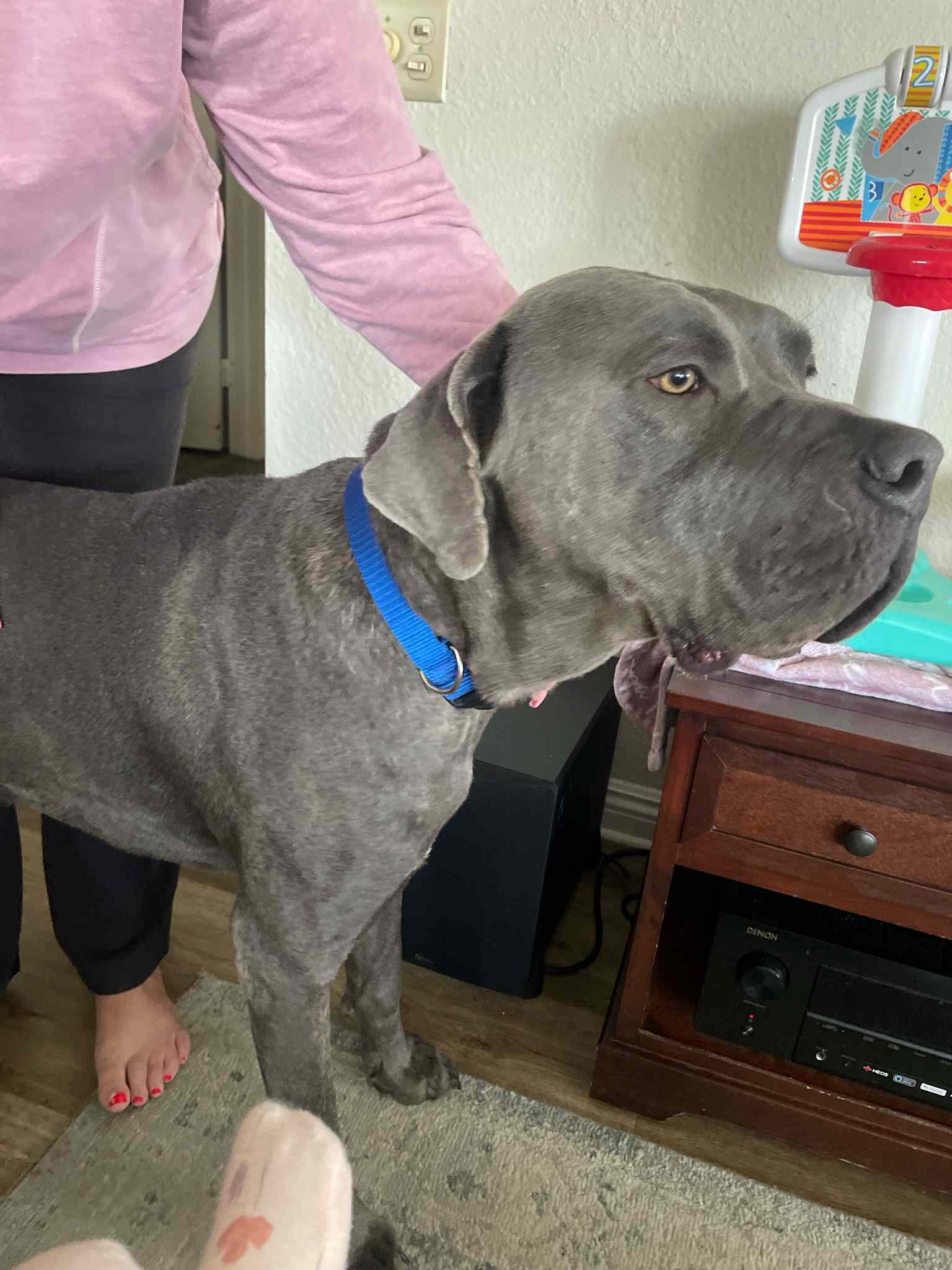 Duke - Courtesy Post