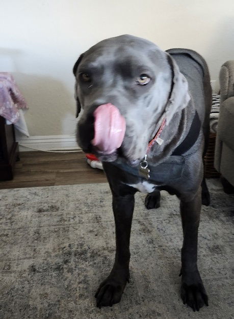 Duke - Courtesy Post