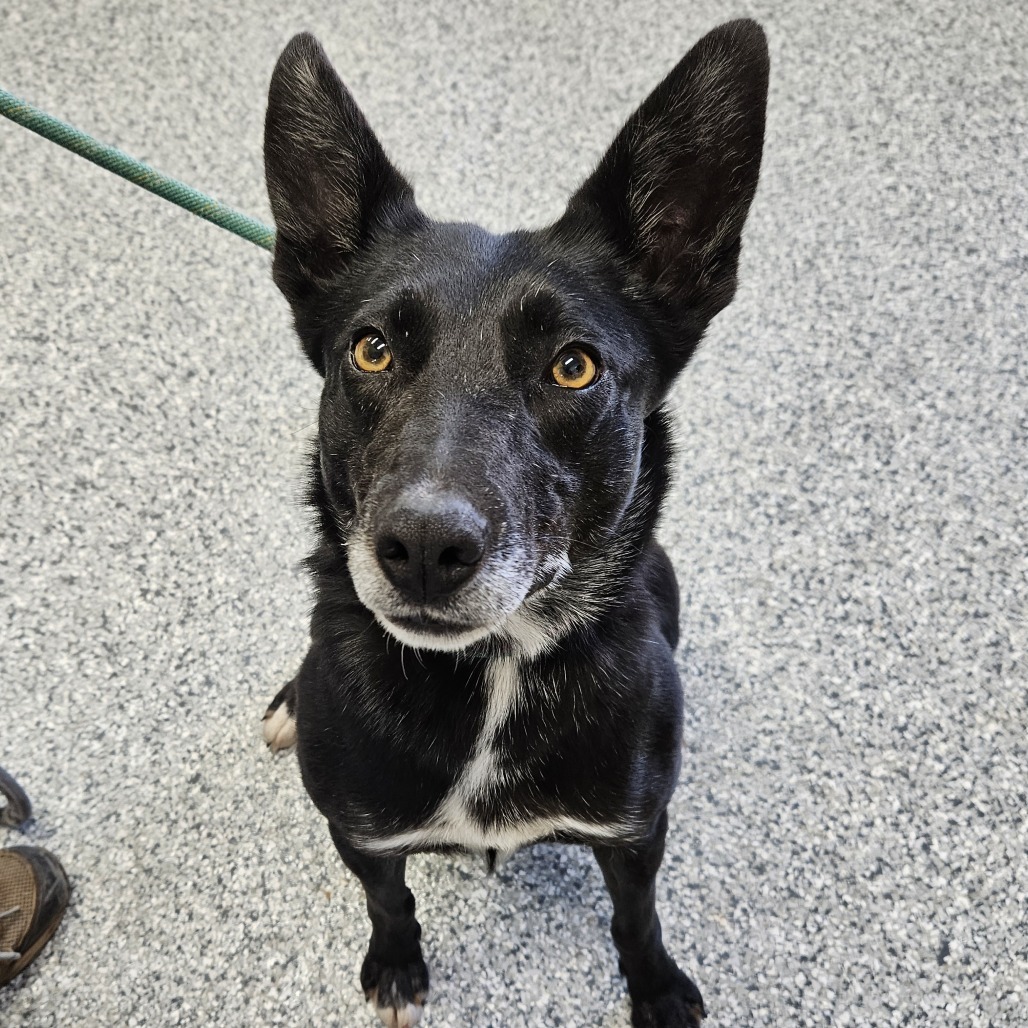 Suki, an adoptable Border Collie, Mixed Breed in Kingman, KS, 67068 | Photo Image 1