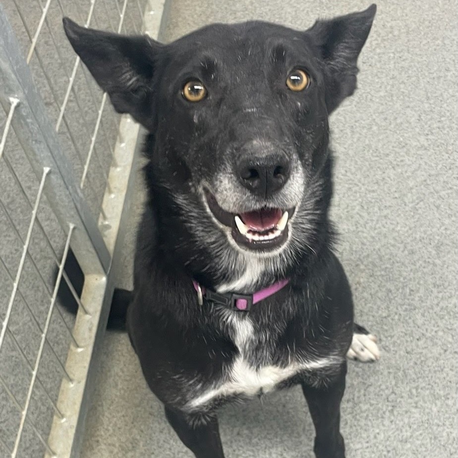 Suki, an adoptable Border Collie, Mixed Breed in Kingman, KS, 67068 | Photo Image 1
