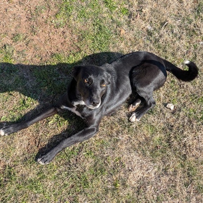 Suki, an adoptable Border Collie, Mixed Breed in Kingman, KS, 67068 | Photo Image 2