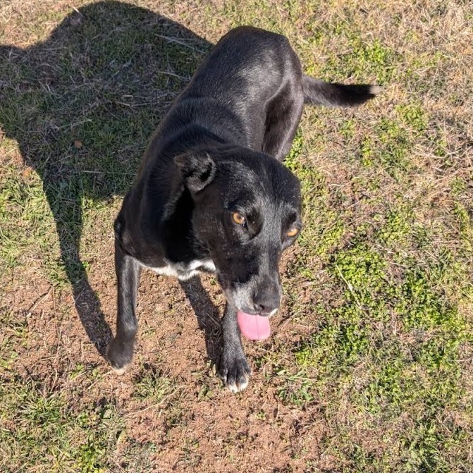 Suki, an adoptable Border Collie, Mixed Breed in Kingman, KS, 67068 | Photo Image 3