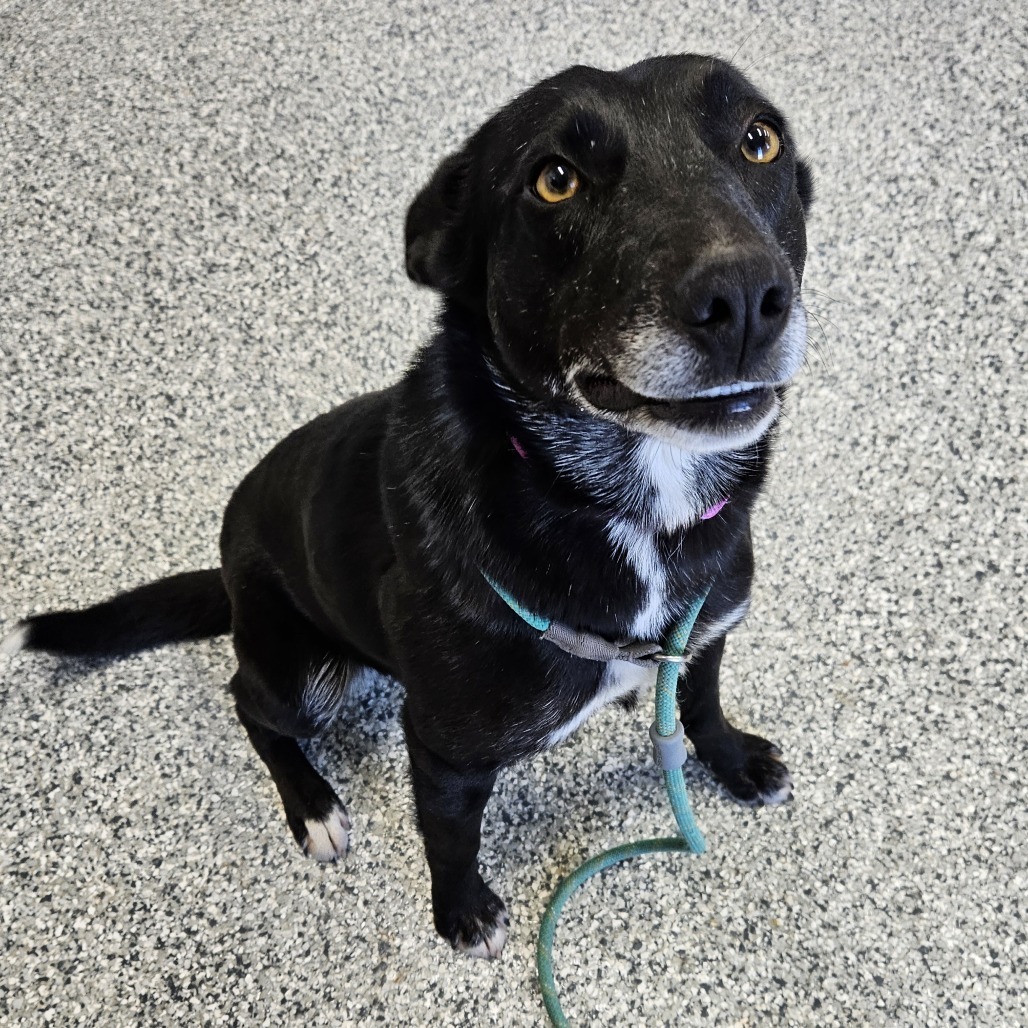 Suki, an adoptable Border Collie, Mixed Breed in Kingman, KS, 67068 | Photo Image 4