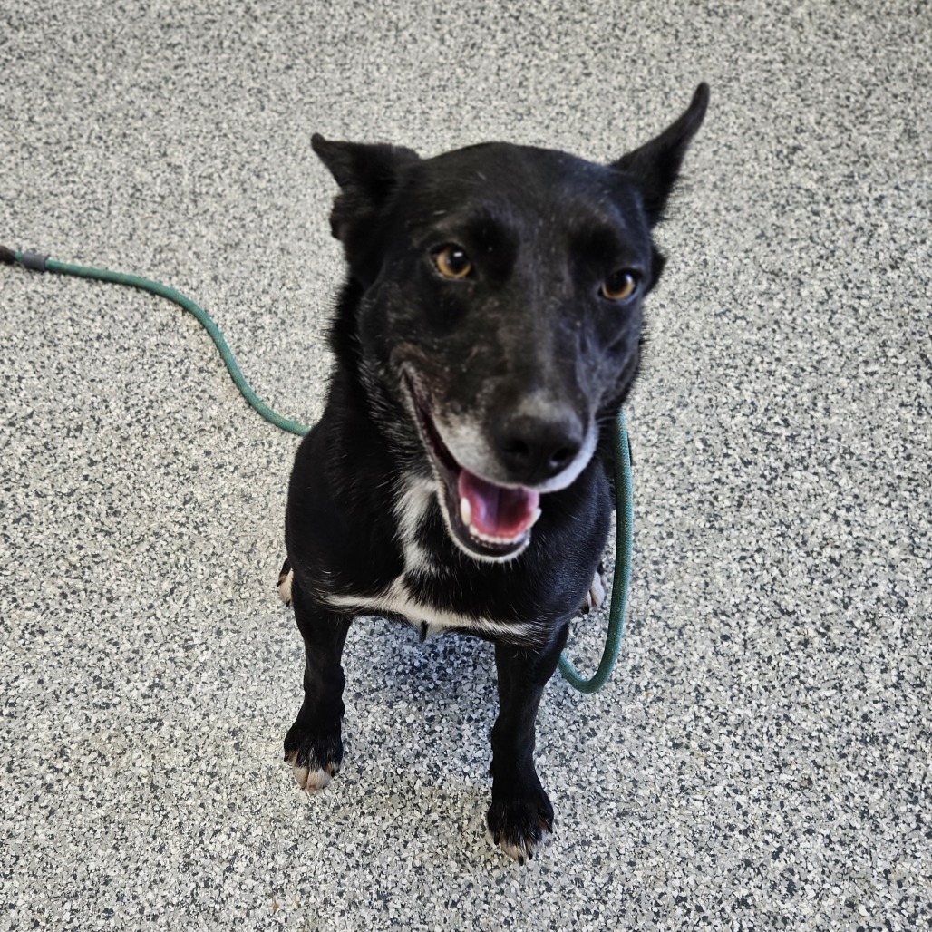 Suki, an adoptable Border Collie, Mixed Breed in Kingman, KS, 67068 | Photo Image 5