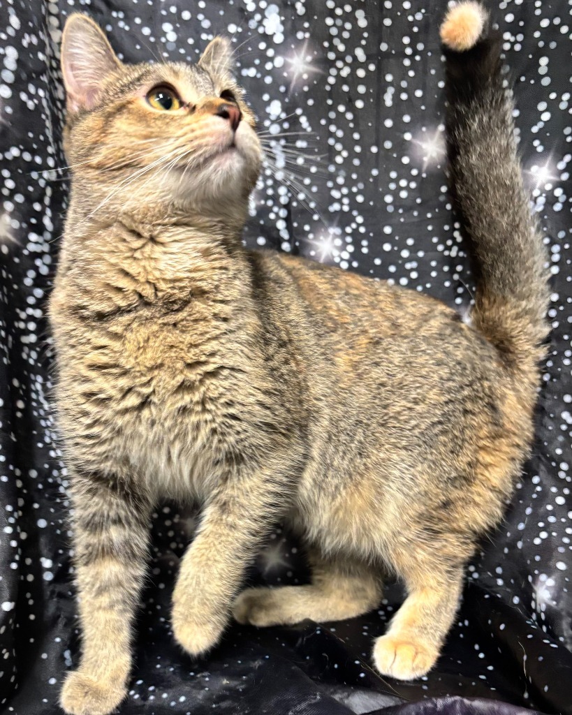 Kelli