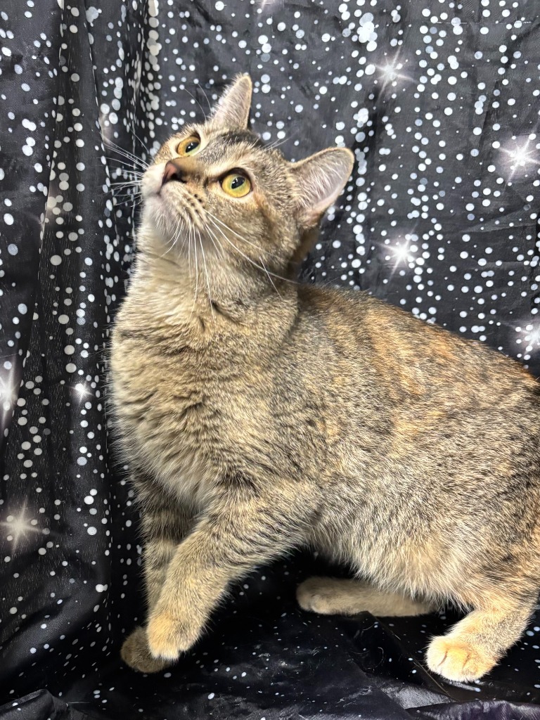 Kelli