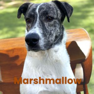 Marshmallow, Young Female Great Pyrenees