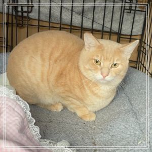 Meet Shep - A Resilient Heart in a Chunky Cuddly Orange Package Shep is an irre