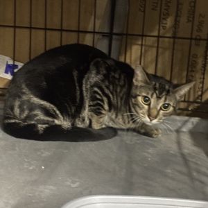 Meet Rhette - A Resilient Heart Ready for Home Rhette is a handsome boy just ove