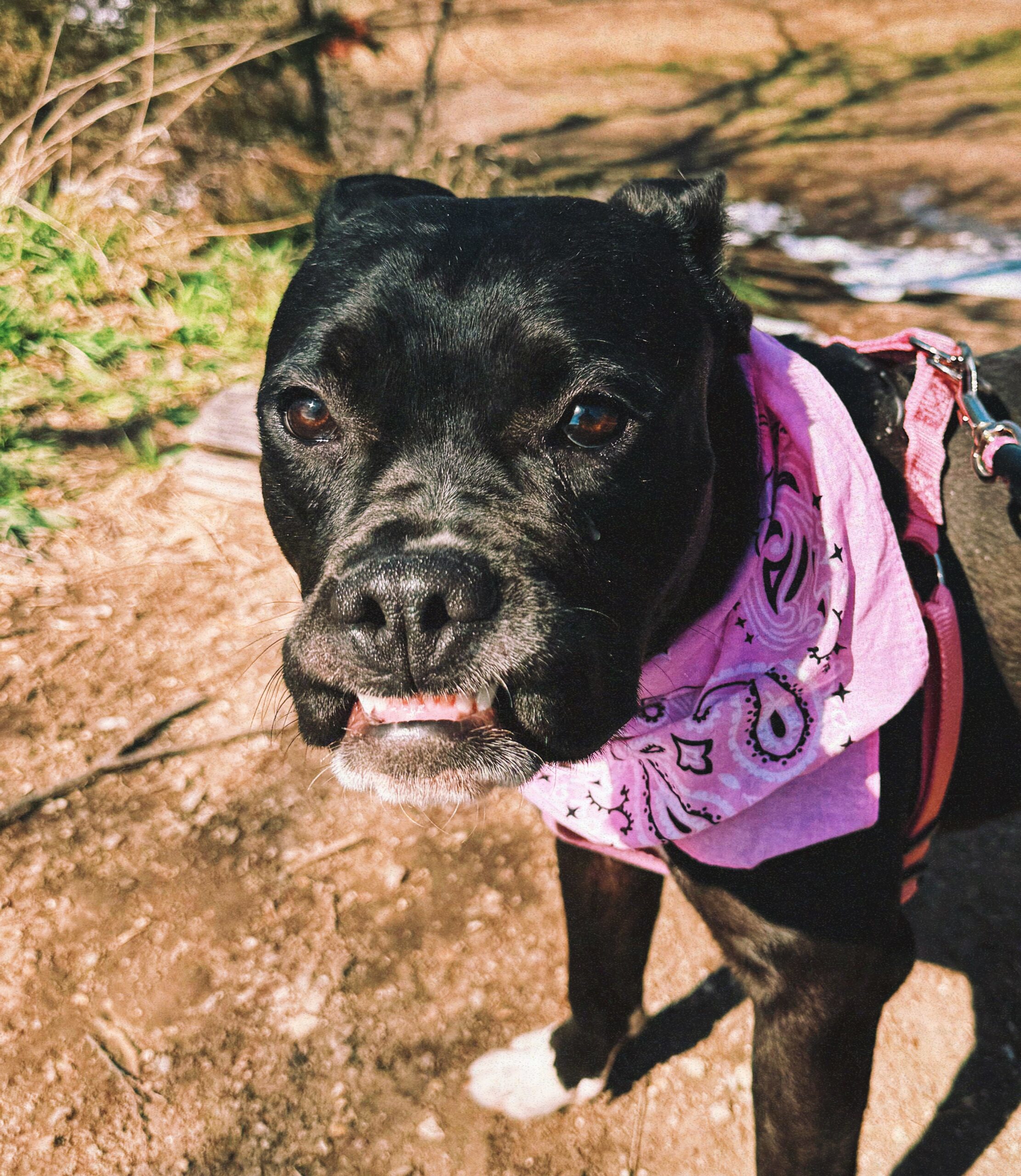 Amara, an adoptable Boxer, Mixed Breed in Hays, KS, 67601 | Photo Image 1