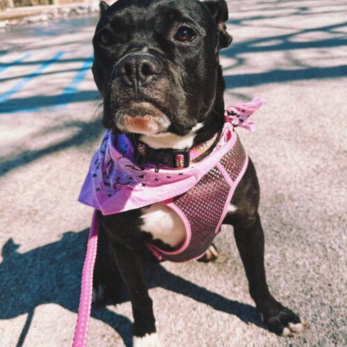 Amara, an adoptable Boxer, Mixed Breed in Hays, KS, 67601 | Photo Image 2