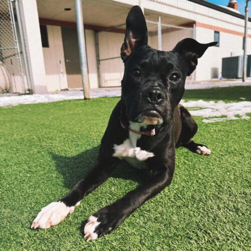 Amara, an adoptable Boxer, Mixed Breed in Hays, KS, 67601 | Photo Image 3