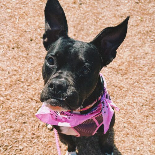 Amara, an adoptable Boxer, Mixed Breed in Hays, KS, 67601 | Photo Image 4