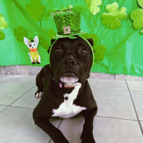 Amara, an adoptable Boxer, Mixed Breed in Hays, KS, 67601 | Photo Image 5