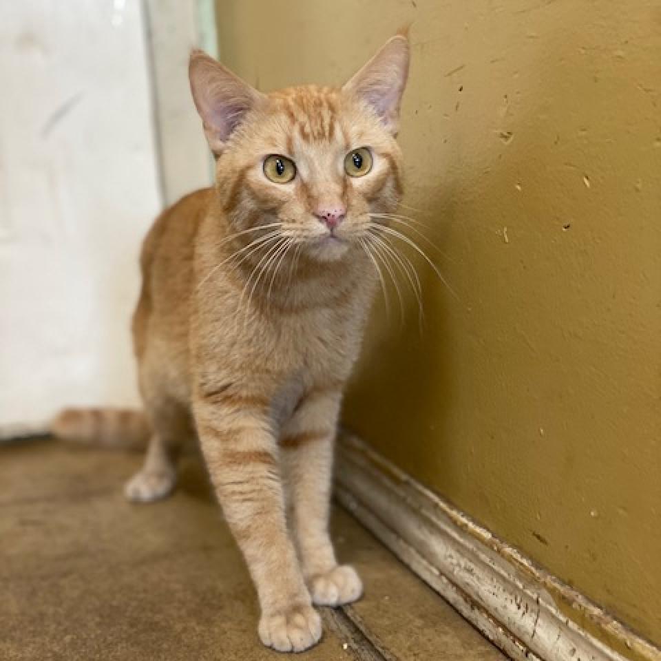 Squirrely, an adoptable Domestic Short Hair in Wadena, MN, 56482 | Photo Image 2