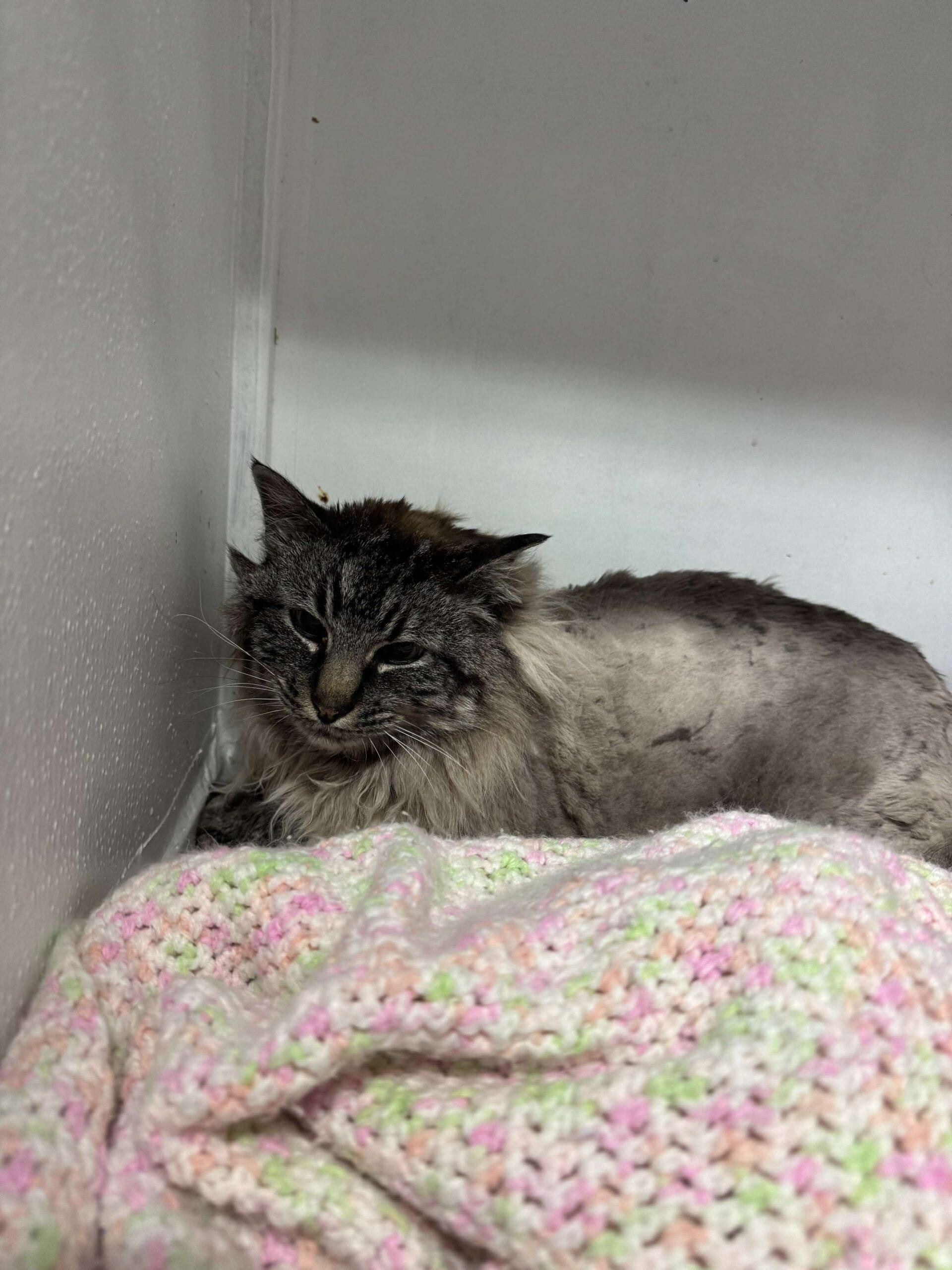 Jack, an adoptable Siamese, Domestic Long Hair in Dillon, MT, 59725 | Photo Image 1