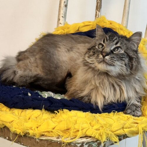 Jack, an adoptable Siamese, Domestic Long Hair in Dillon, MT, 59725 | Photo Image 2