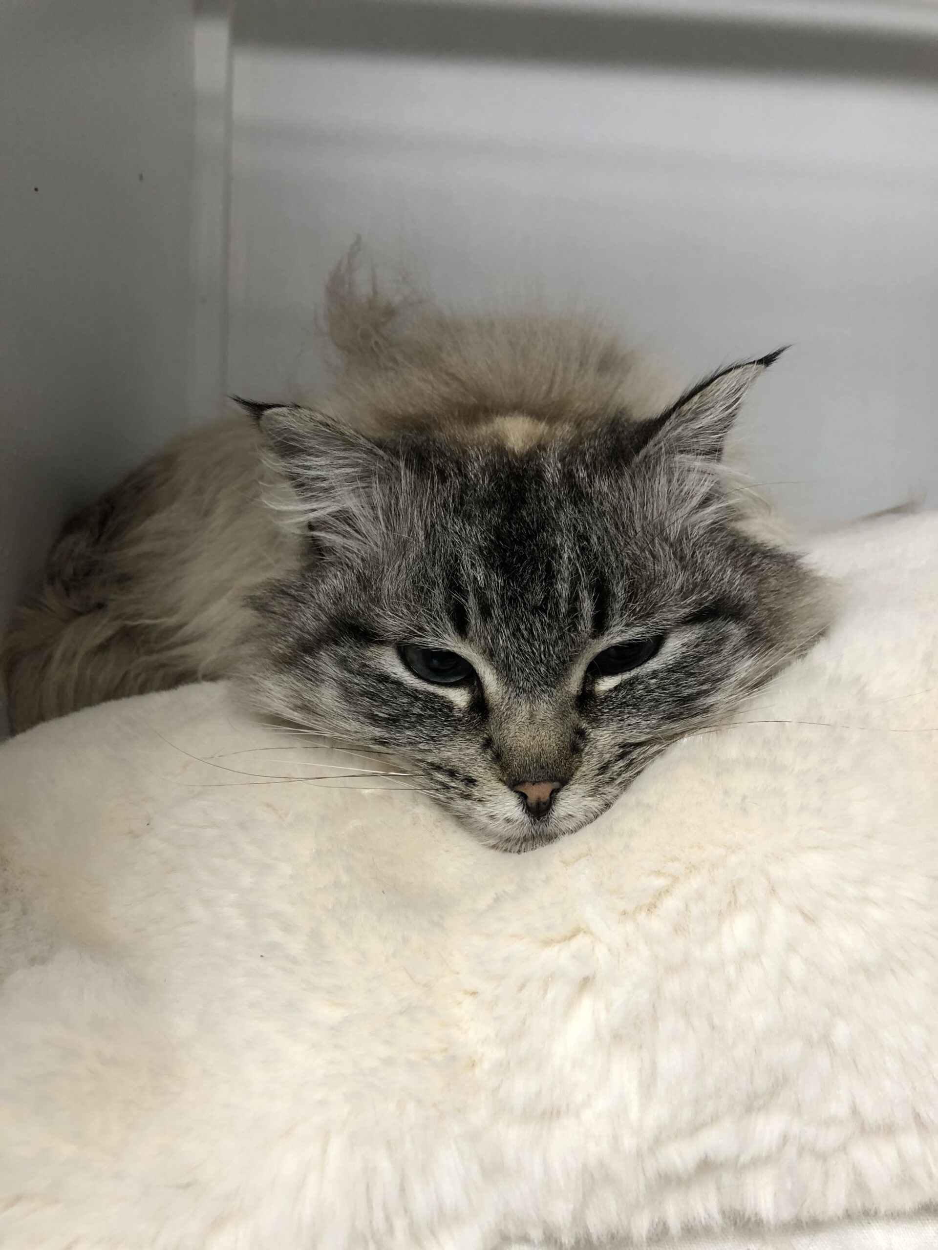 Jill, an adoptable Domestic Long Hair, Siamese in Dillon, MT, 59725 | Photo Image 1