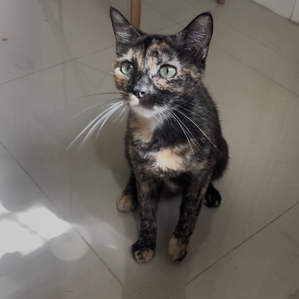 Petunia