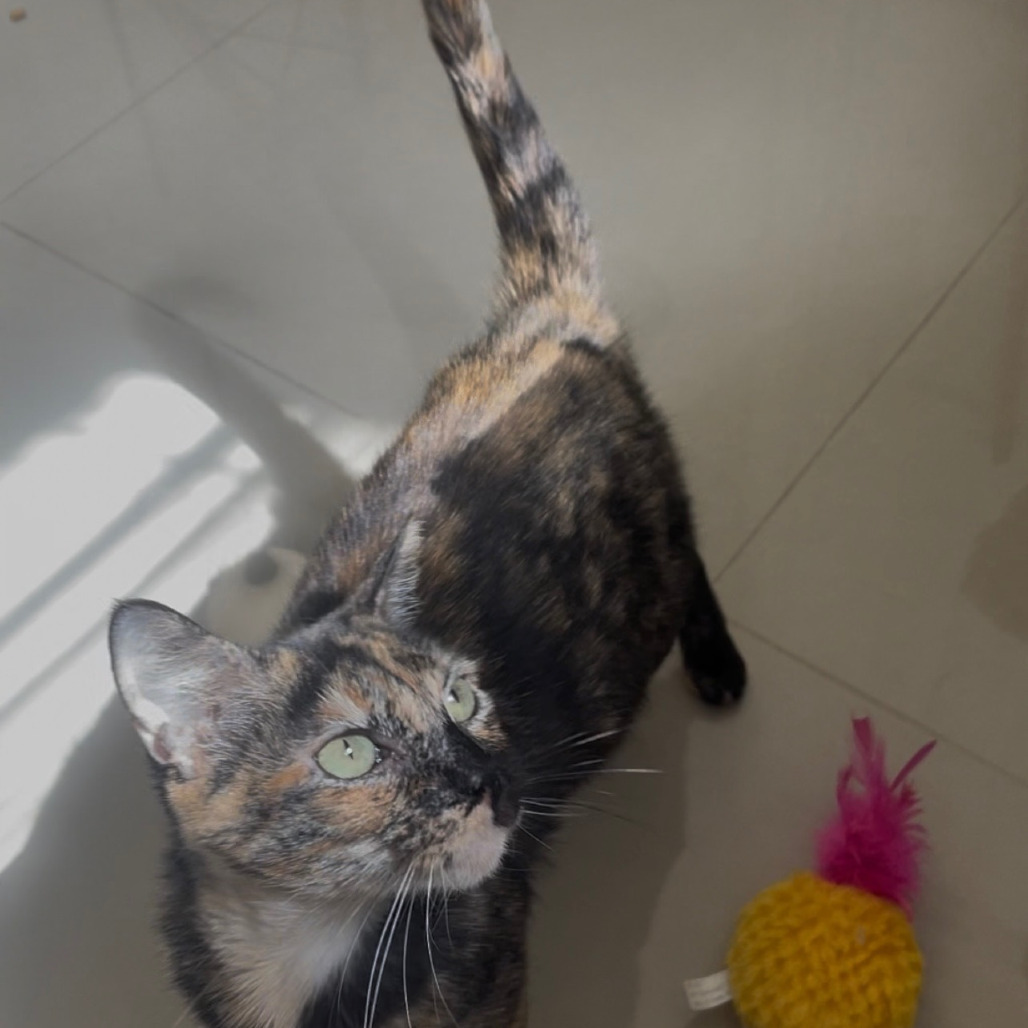 Petunia