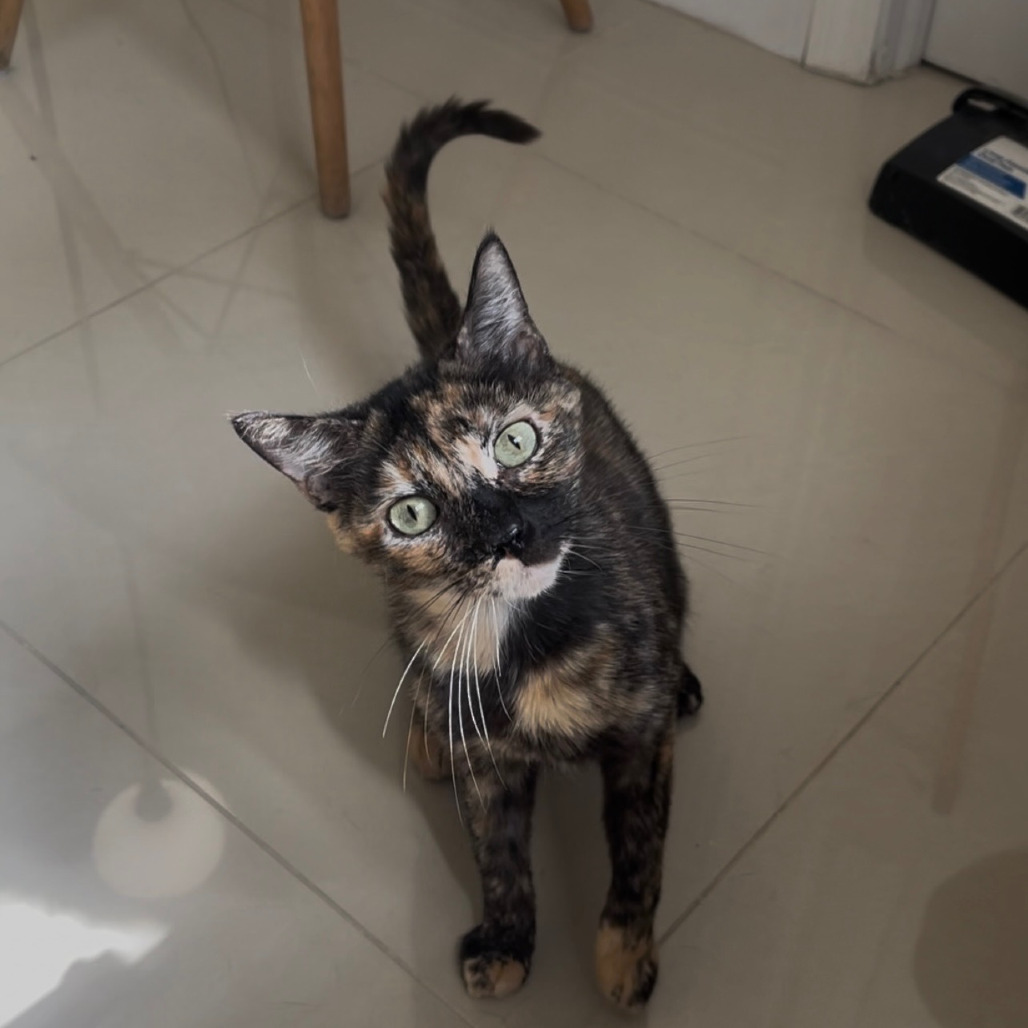 Petunia