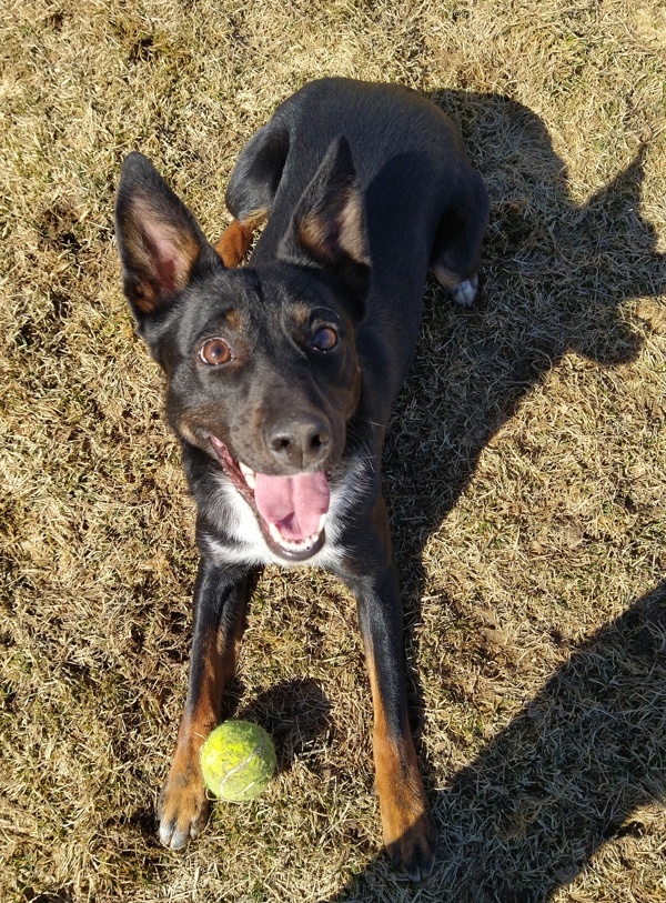 Sadie May 43529, an adoptable Australian Cattle Dog / Blue Heeler in Pocatello, ID, 83205 | Photo Image 1