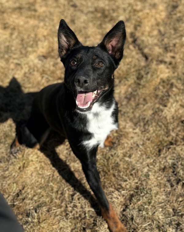 Sadie May 43529, an adoptable Australian Cattle Dog / Blue Heeler in Pocatello, ID, 83205 | Photo Image 2