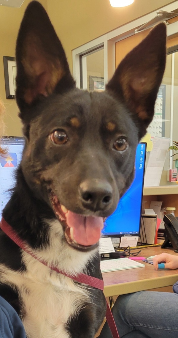 Sadie May 43529, an adoptable Australian Cattle Dog / Blue Heeler in Pocatello, ID, 83205 | Photo Image 3