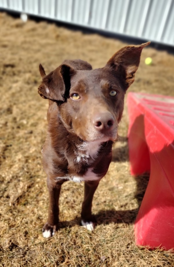 Jetro 43551, an adoptable Australian Shepherd in Pocatello, ID, 83205 | Photo Image 2