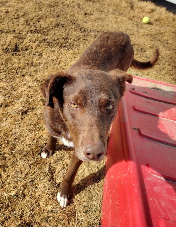 Jetro 43551, an adoptable Australian Shepherd in Pocatello, ID, 83205 | Photo Image 3