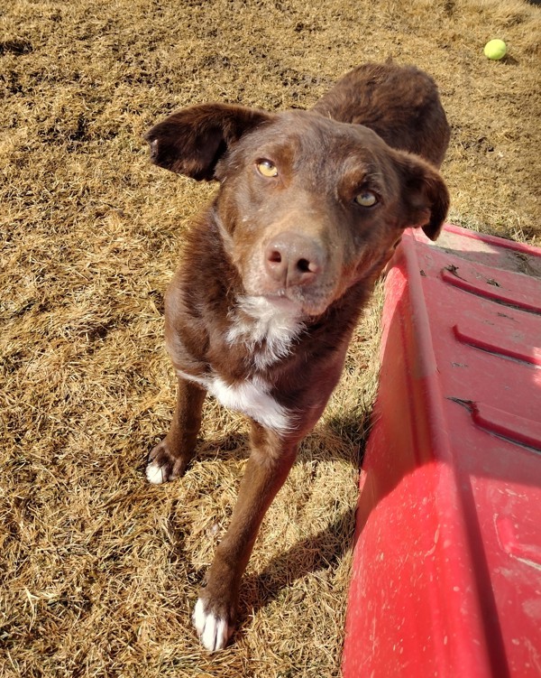 Jetro 43551, an adoptable Australian Shepherd in Pocatello, ID, 83205 | Photo Image 4