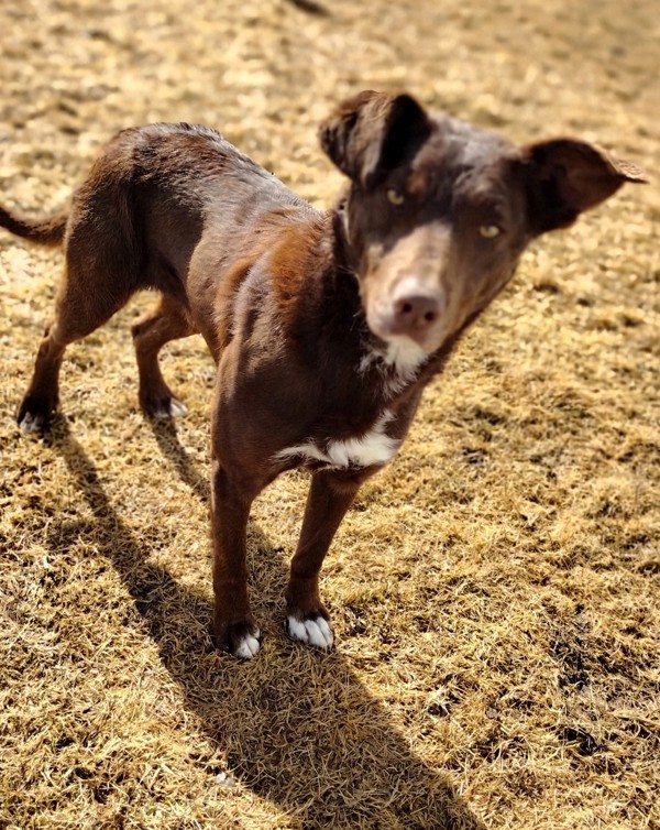 Jetro 43551, an adoptable Australian Shepherd in Pocatello, ID, 83205 | Photo Image 5