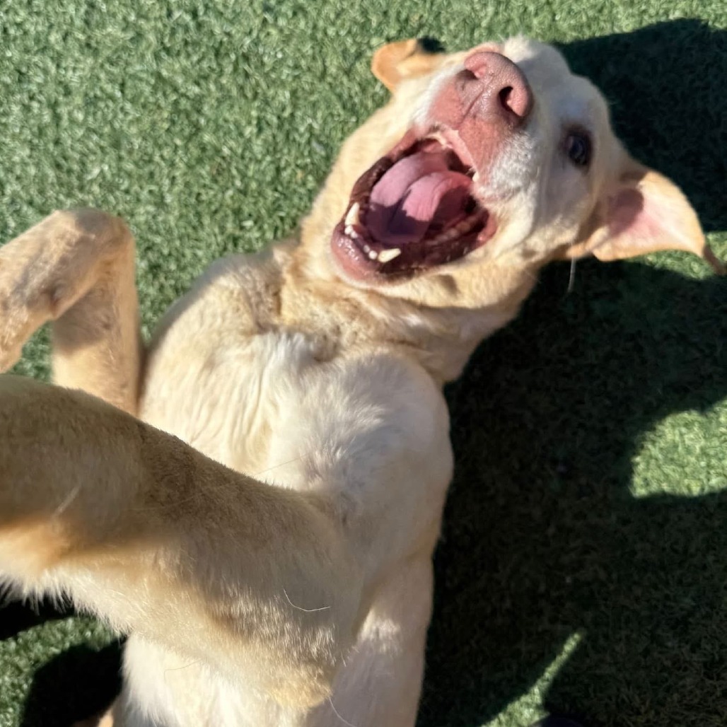 Rex (In Foster)