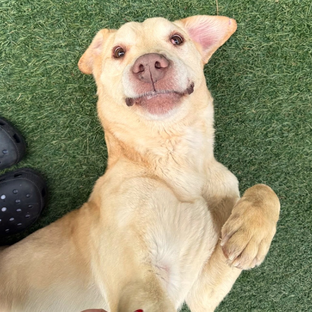 Rex (In Foster)
