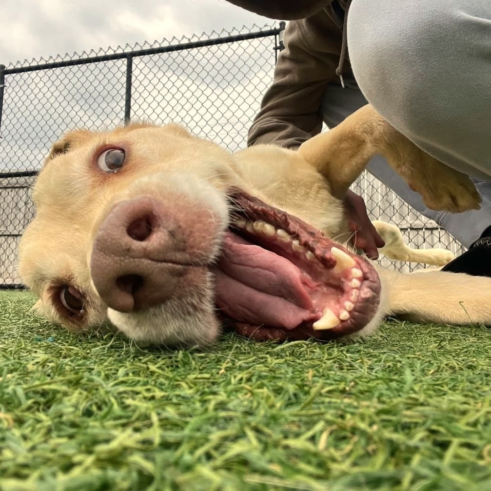 Rex (In Foster)