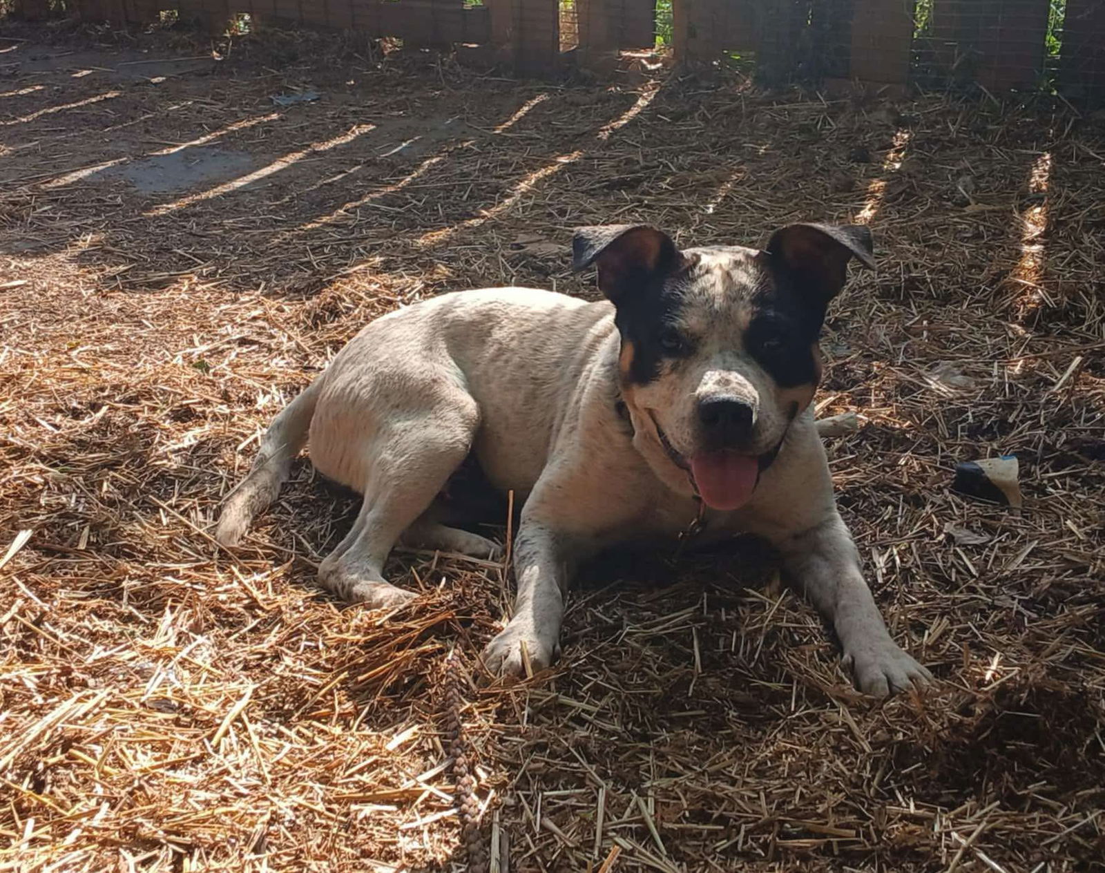 Milo: Not At shelter-Sponsored by "Fergus"