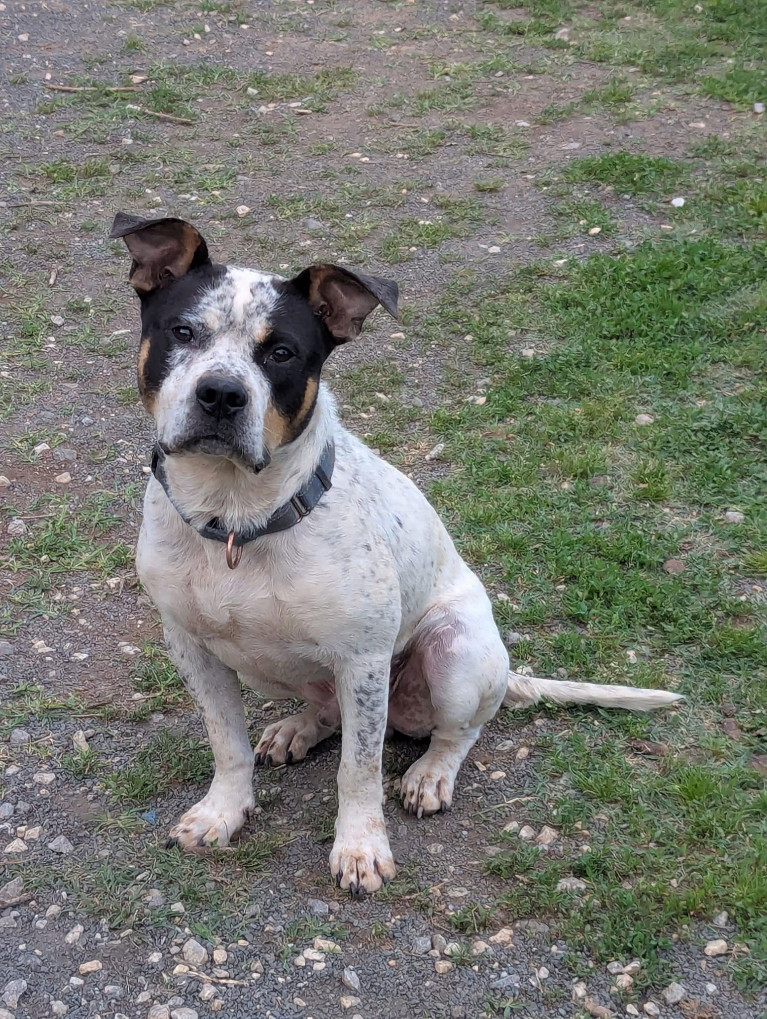 Milo: Not At shelter-Sponsored by "Fergus"