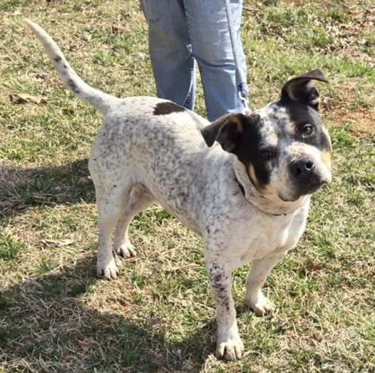 Milo: Not At shelter-Sponsored by "Fergus"