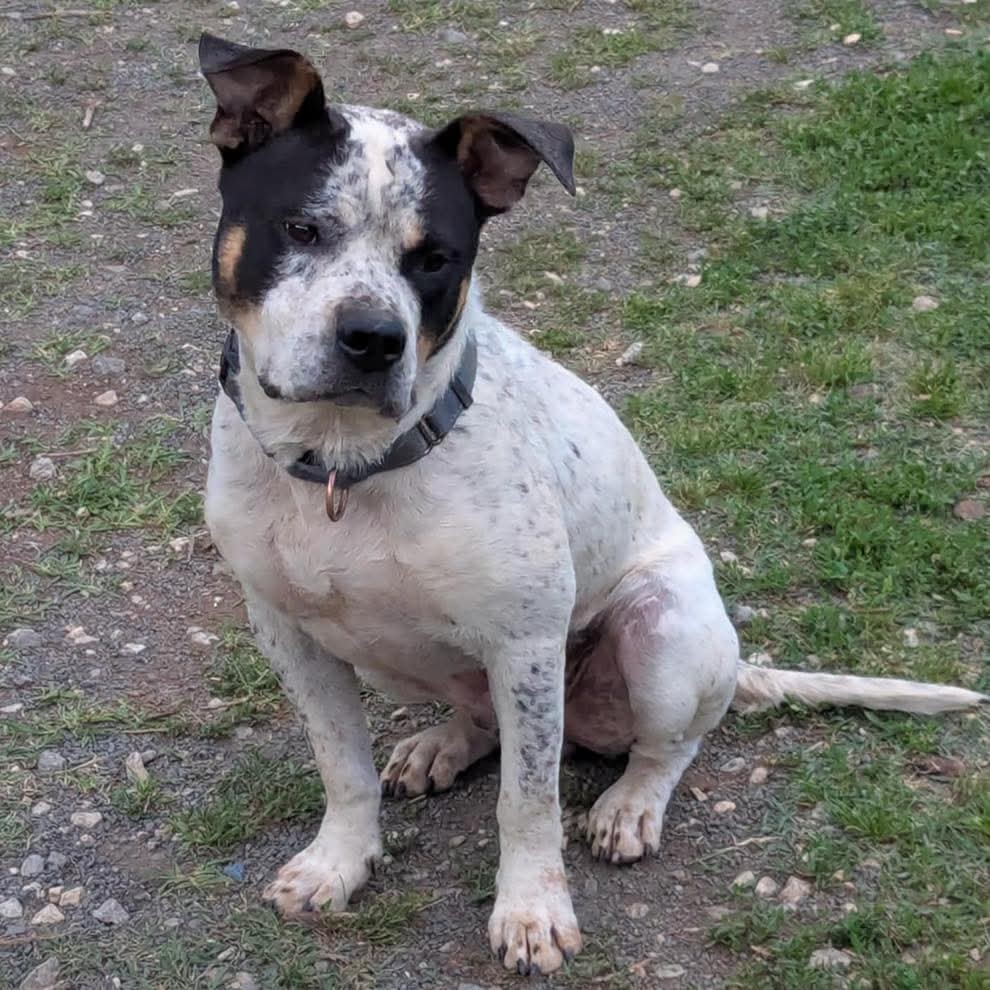 Milo: Not At shelter-Sponsored by "Fergus"