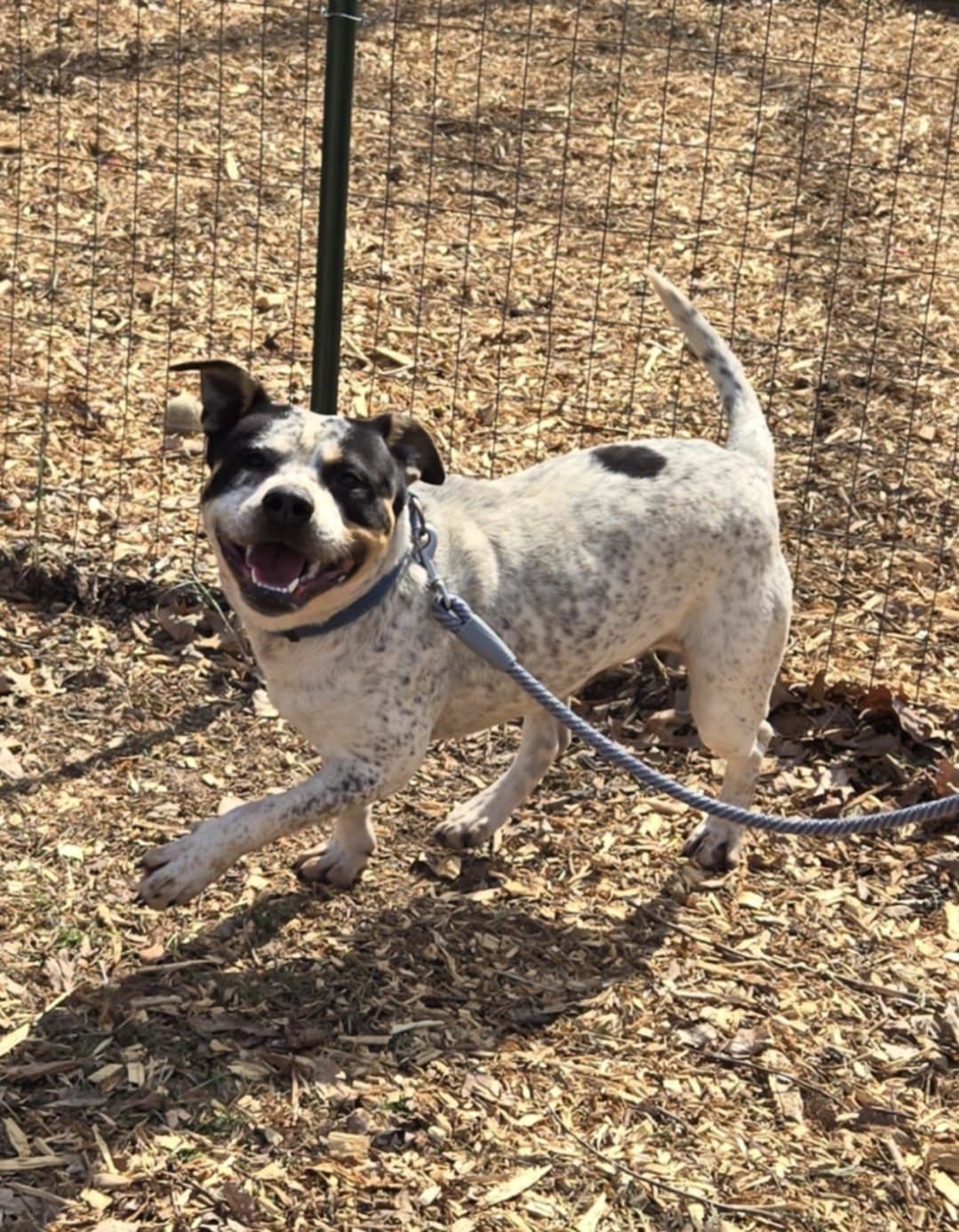 Milo: Not At shelter-Sponsored by "Fergus"